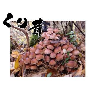 天然 きのこ（天然キノコ 国産）　くりたけ（くり茸