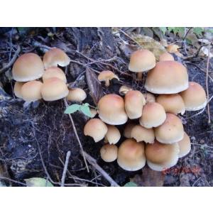 天然 きのこ(天然キノコ 国産) くりたけ(く...の詳細画像1
