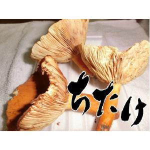 天然きのこ(国産 キノコ) 冷凍 ちたけ(チタケ...の商品画像