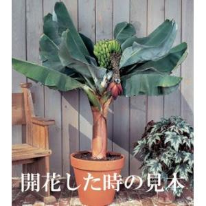 背丈60cmで実がなるスーパーミニバナナ小苗!...の詳細画像1