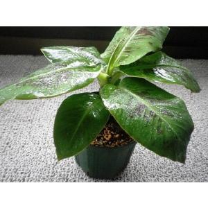 栽培者直販の熱帯植物専門販売店 商品一覧 おすすめ順 売れ筋通販 Yahoo ショッピング