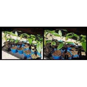 　レッドカカオ小苗・イエローカカオ小苗セット（2本）