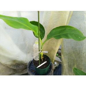 耐寒性が強いアイスクリームバナナ大苗42／バニラ風味のバナナ