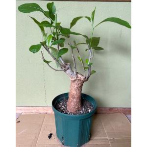 栽培者直販の熱帯植物専門販売店 バオバブの木 Yahoo ショッピング