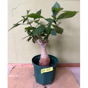 星の王子様に出てくる10年ものバオバブの木No140.！盆栽に最適