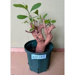 栽培者直販の熱帯植物専門販売店 バオバブの木 Yahoo ショッピング