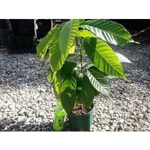 2年物・レッドカカオ大苗 鉢底から約60cm以上の詳細画像1