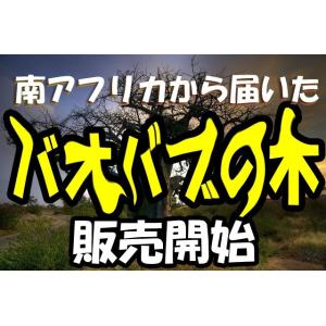 3年ものバオバブの木！盆栽に最適！バオバブ中苗　※写真見本