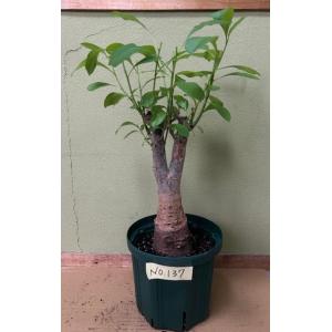 栽培者直販の熱帯植物専門販売店 バオバブの木 Yahoo ショッピング