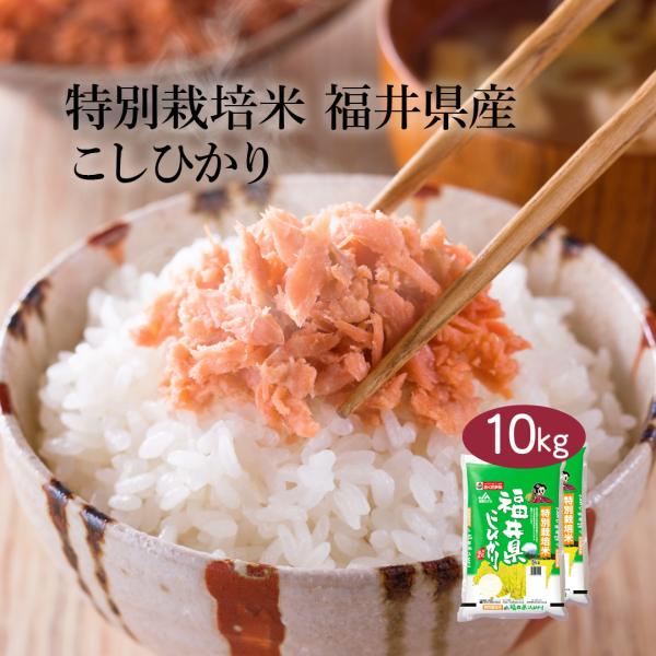 米10kg 米 お米 10kg 白米 送料無料 コシヒカリ 福井県産 安い 米5kg×2 こめ 米1...