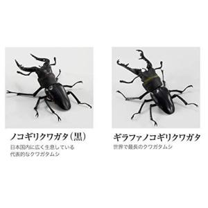 ギラファ ノコギリクワガタの商品一覧 通販 Yahoo ショッピング