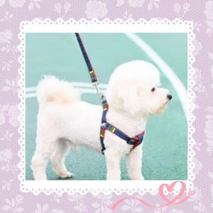 犬 ハーネス リード 小型犬 中型犬 おしゃれ...の詳細画像5
