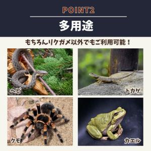 爬虫類 リクガメ シェルター 大型 亀 ロック...の詳細画像5