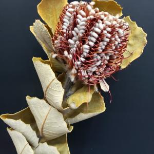 バンクシア 販売の商品一覧 通販 Yahoo ショッピング