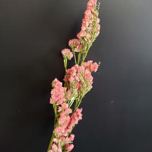 スターチス リース ドライフラワー の商品一覧 花 ガーデニング 通販 Yahoo ショッピング