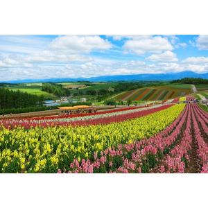 マグネット　観光おみやげ（美瑛パッチワークの丘・北海道）