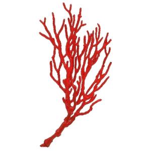 いきもん ネイチャーテクニカラー MONO PLUS うみべのいきもの 08.イソバナ