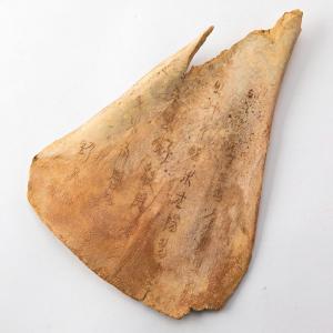 貝貨 1つ 実物 本物 古代中国 発掘品 お金の起源 貝殻 貨幣