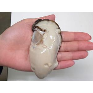 牡蠣 超特大広島かき 1kg カキ3L むき身...の詳細画像2