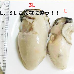 牡蠣 超特大広島かき 1kg カキ3L むき身...の詳細画像3