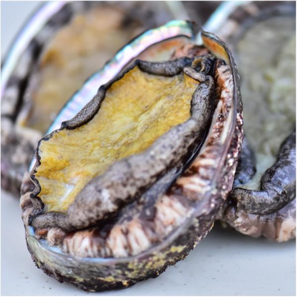 おもてなしギフト 活アワビ 石巻の寄磯浜の金華アワビ（蝦夷あわび） 強い海流に鍛えられて身がしまって...