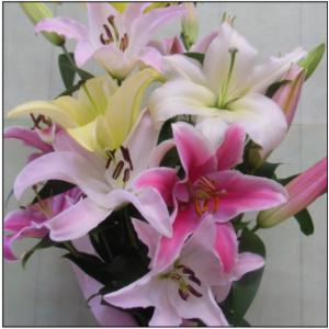 おもてなしギフト お祝いのユリ 「山崎スマイルリリー」（C） ユリ農家の山崎農園が厳選したユリをお届...