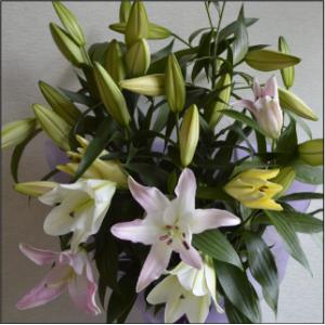 おもてなしギフト 偲ぶユリ 「山崎スマイルリリー」（C） ユリ農家の山崎農園が厳選したユリをお届け ...