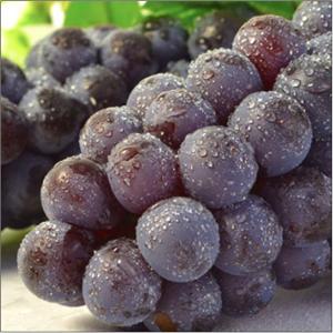 ×ぶどう スチューベン 青森県北津軽郡鶴田町の津軽ぶどう村が育てたスチューベン（２kg） おもてなしギフト