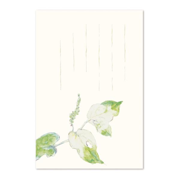 絵葉書 ポストカード 初夏 おしゃれ 和紙 手紙 メッセージ 季節のはがき 半夏生草 イラスト ギフ...