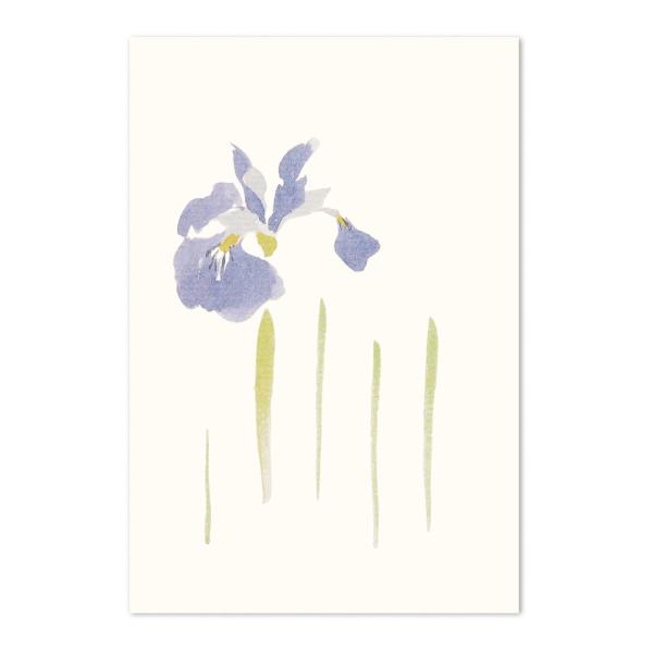 絵葉書 ポストカード 端午 初夏 おしゃれ 和紙 手紙 メッセージ 季節のはがき あやめ イラスト ...