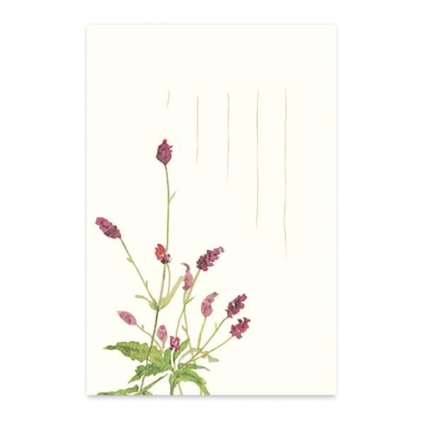 絵葉書 ポストカード 秋 季節のはがき われもこう おしゃれ 和紙 手紙 イラスト ギフト お土産 ...