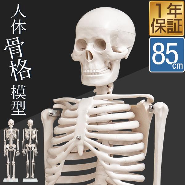 1年保証 人体骨格模型 骨 約85cm 1/2モデル 展示スタンド付き 骨格標本 骸骨 全身 直立 ...