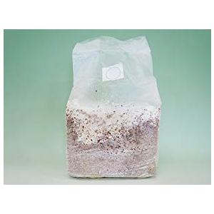 菌糸ブロック N-カワラblock