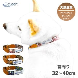 犬服・アクセサリー yang imgrc0065625743.jpg