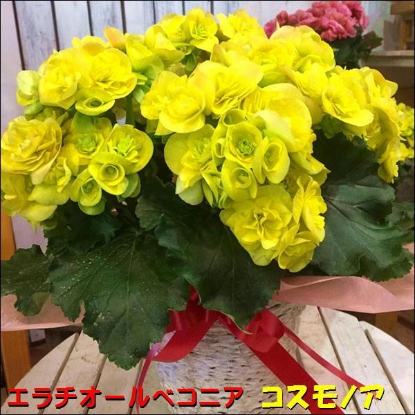 母の日ギフト リーガスベゴニア コスモノア♪黄色の花でとても豪華なイメージです♪籐カゴ付き♪【送料無...
