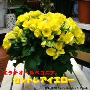 セントレア 花の商品一覧 通販 Yahoo ショッピング