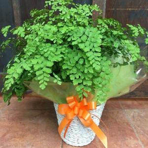 アジアンタム ミニ 観葉植物 の商品一覧 花 ガーデニング 通販 Yahoo ショッピング