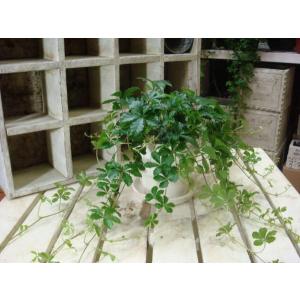 パーセノシッサスシュガーバイン スタイリッシュな観葉植物 場所取らずでちょこっと置くだけ 誕生日やプレゼントや景品にも モダン風アジアンテイスト Mini Suger S 癒し空間 One S Garden 通販 Yahoo ショッピング