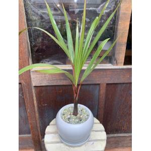 おしゃれ 観葉植物・希少：トックリヤシ(徳利椰子)*とっくりやし 6号