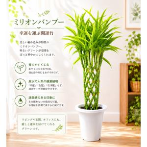 ミリオンバンブー ７号鉢植え ラッキーバンブー 幸運の竹 ドラセナサンデリアーナ　インテリアグリーンなどに♪
