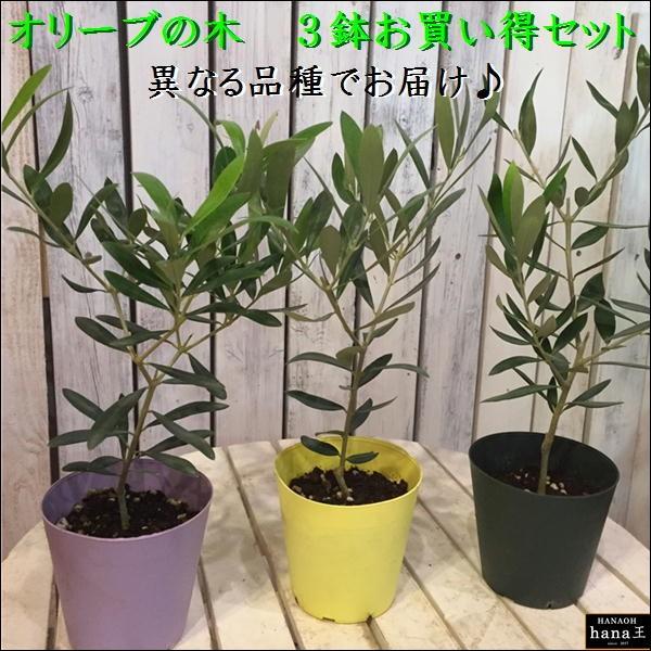 オリーブの木　３．５号鉢植え ポット（苗）３ポットお買い得セット販売　ピンチ物（枝ぶりを良くする処理...