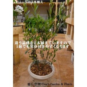 オリーブの木 2本寄せ植え Oli-me(オリ...の詳細画像2