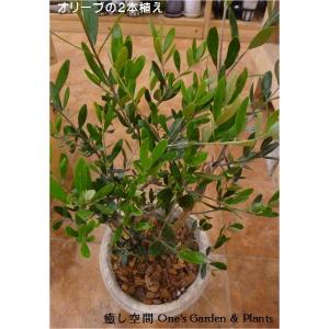 オリーブの木 2本寄せ植え Oli-me(オリ...の詳細画像3