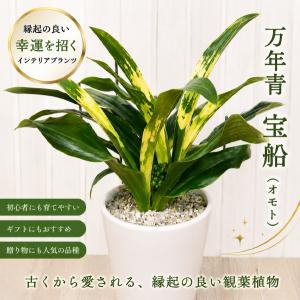 送料無料！】万年青（オモト）5号鉢 : カワナミプランテーション