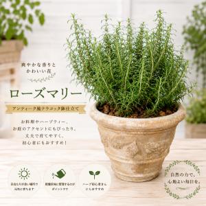 立ち性ローズマリー 6号鉢植え 大きく育てて自分流のガーデニングに