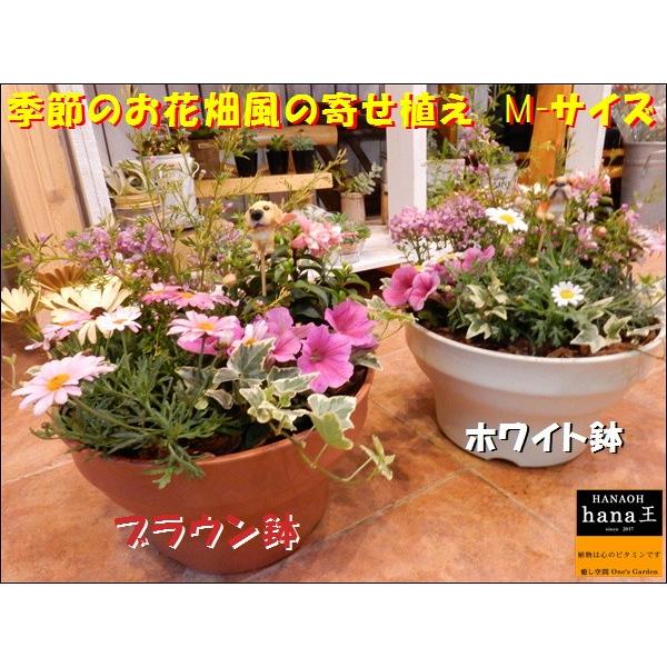 季節の旬のお花たちを使用しておまかせのお花畑寄せ植えをお届け♪L-サイズ プラスチック製で軽量化 鉢...