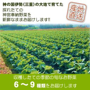 野菜セット 旬の野菜 野菜詰め合わせ 毎日の食...の詳細画像1
