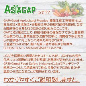 野菜セット 旬の野菜 野菜詰め合わせ 毎日の食...の詳細画像4