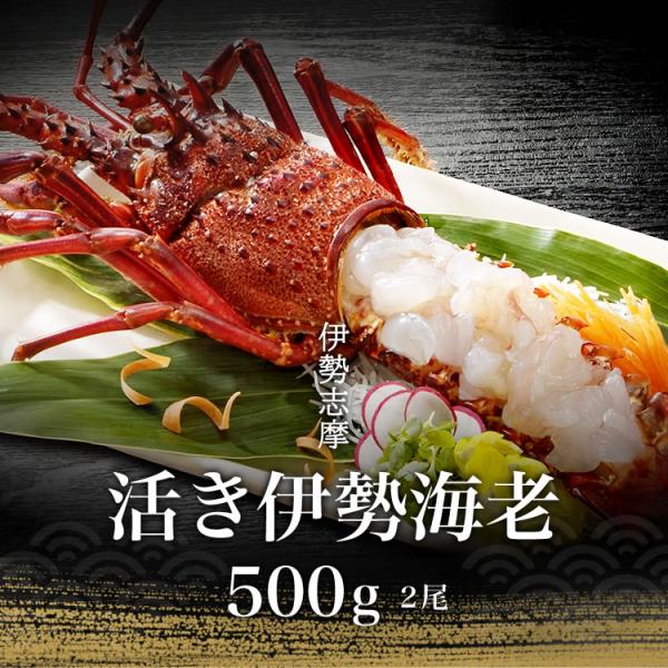 伊勢海老 三重県 伊勢志摩産 《約500g 2尾（1尾約200g〜300g）》 活き 伊勢エビ 産地...