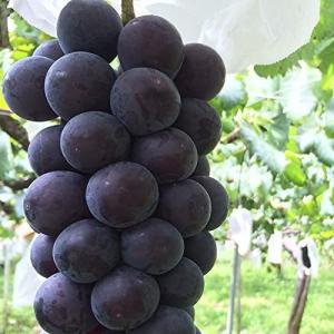 寒さに強い果樹 キッチン 日用品 文具 の商品一覧 通販 Yahoo ショッピング